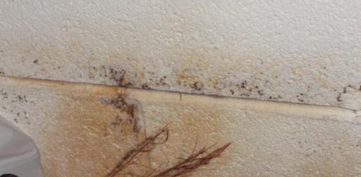 Mold growing on concrete block wall.