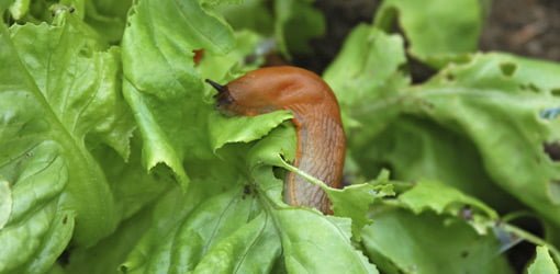 Slug eating leaf on plant