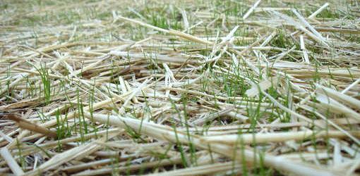 Grass seedlings poking up through straw mulch.