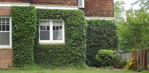 House with ivy growing up the brick walls.