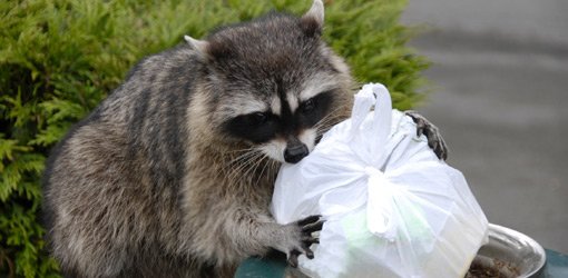 Raccoon with a plastic garbage bag.