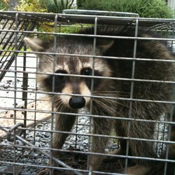 Raccoon trapped at home.