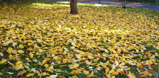 Lawn with fall leaves on the ground