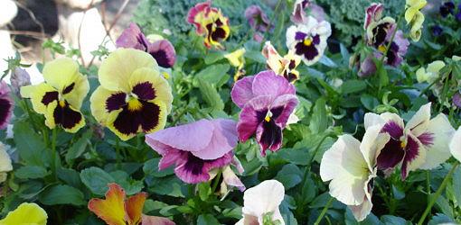 Colorful fall pansy flowers