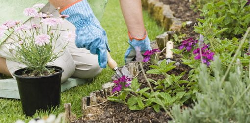 Planting flowers in a garden.