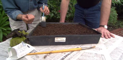 Using an old paintbrush to brush dirt over small seeds.