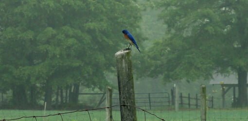 Attracting Bluebirds to Your Yard with Nesting Boxes ...