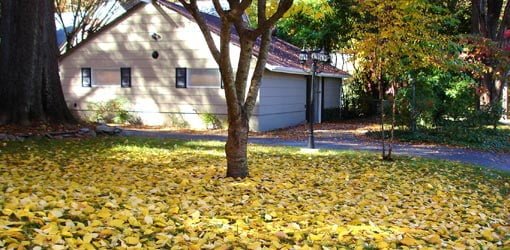 House with fall leaves under tree in yard.