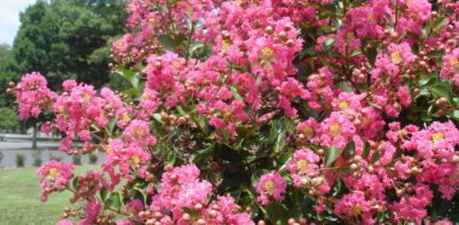 Crape myrtle covered in blooms.