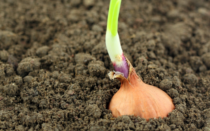 Onion Seedling