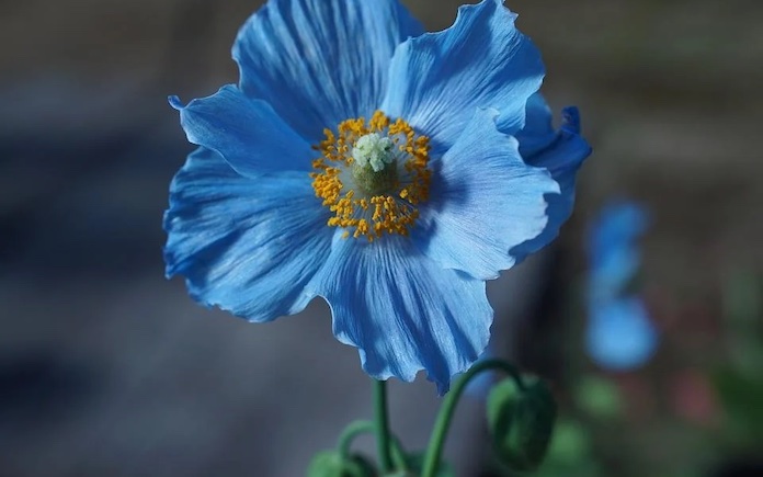 a blue poppy