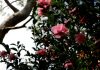 Camellias under tree