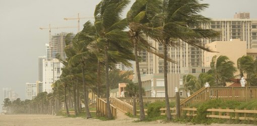 Trees bending in high winds from a hurricane.