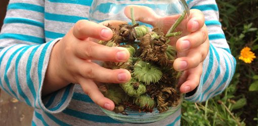 Child holding flower seed pods saved in jar.