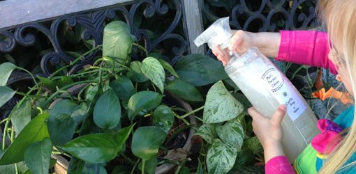 Spray both sides of the leaves to kill any insects.