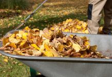 Fall leaves in a wheelbarrow after being raked.