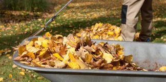 Fall leaves in a wheelbarrow after being raked.