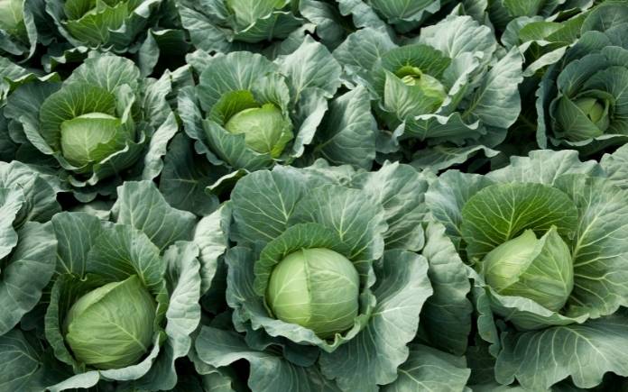 white head cabbages in line grow field