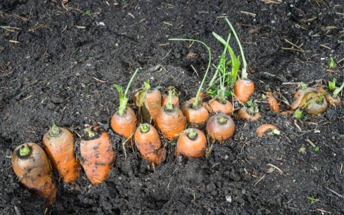 Carrots roots in soil in harvest time