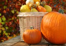 A fall display featuring pumpkins