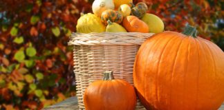 A fall display featuring pumpkins