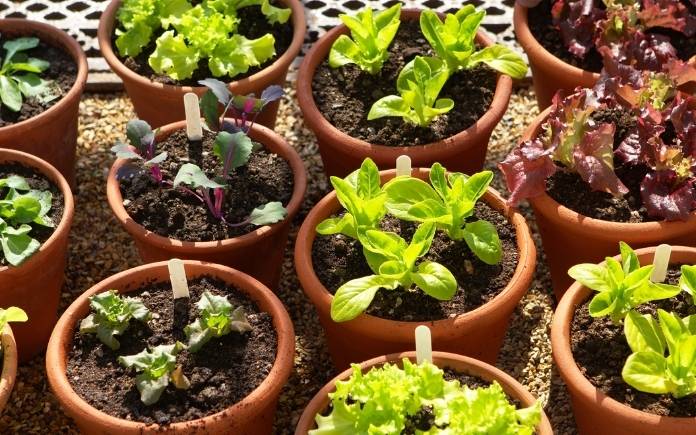 A range of potted lettuce plants