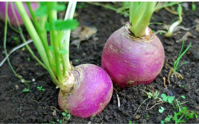 Purple turnips growing in a fall vegetable garden