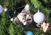 Cat gazing at Christmas tree ornaments while nestled in a Christmas tree