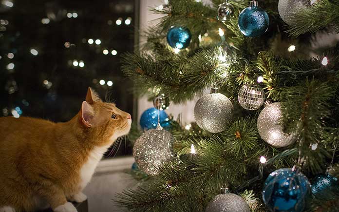 Orange cat stares, from a distance, at a Christmas tree, tempted to paw at it