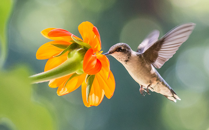 Hummingbird flies into a flower