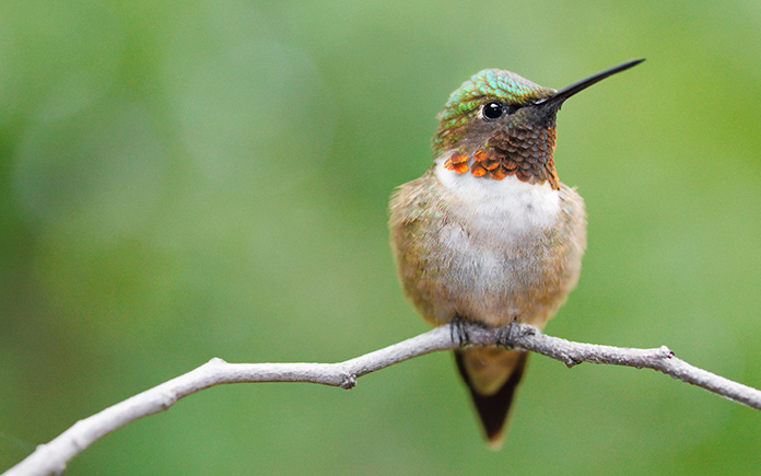 Ruby-throated hummingbird perched on a twig