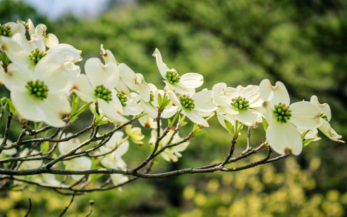 Dogwood branch with blooms