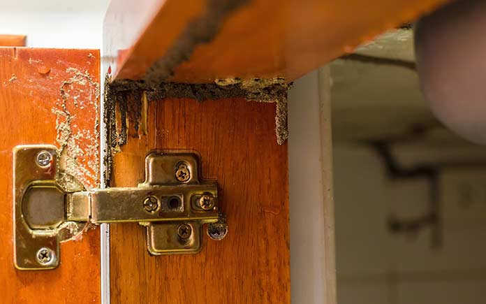 Signs of termites, damage inside a cabinet door
