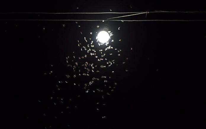 Termites swarming around a lightbulb at midnight