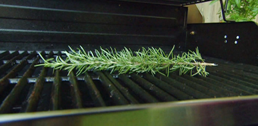 Rosemary herb on grill.
