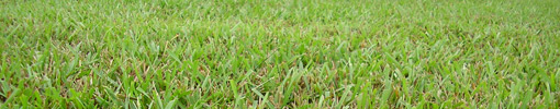 When and How to Fertilize Centipede Grass | Today's Homeowner