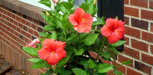Container Gardening: How to Grow Flowers in Pots