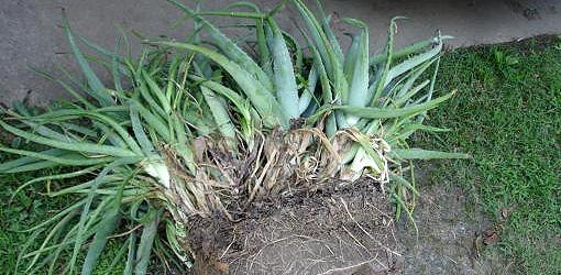 How To Divide Aloe Vera And Other Succulents Today S Homeowner