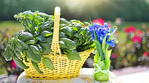 How To Harvest And Use Basil From Your Garden Today S Homeowner,Best Portable Infrared Grill