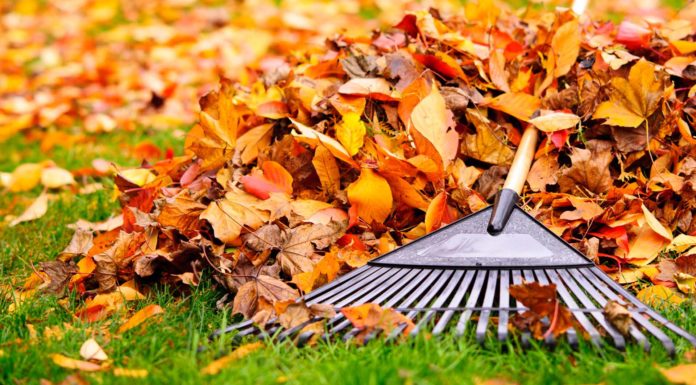 Rake on the ground, resting after a day of raking leaves