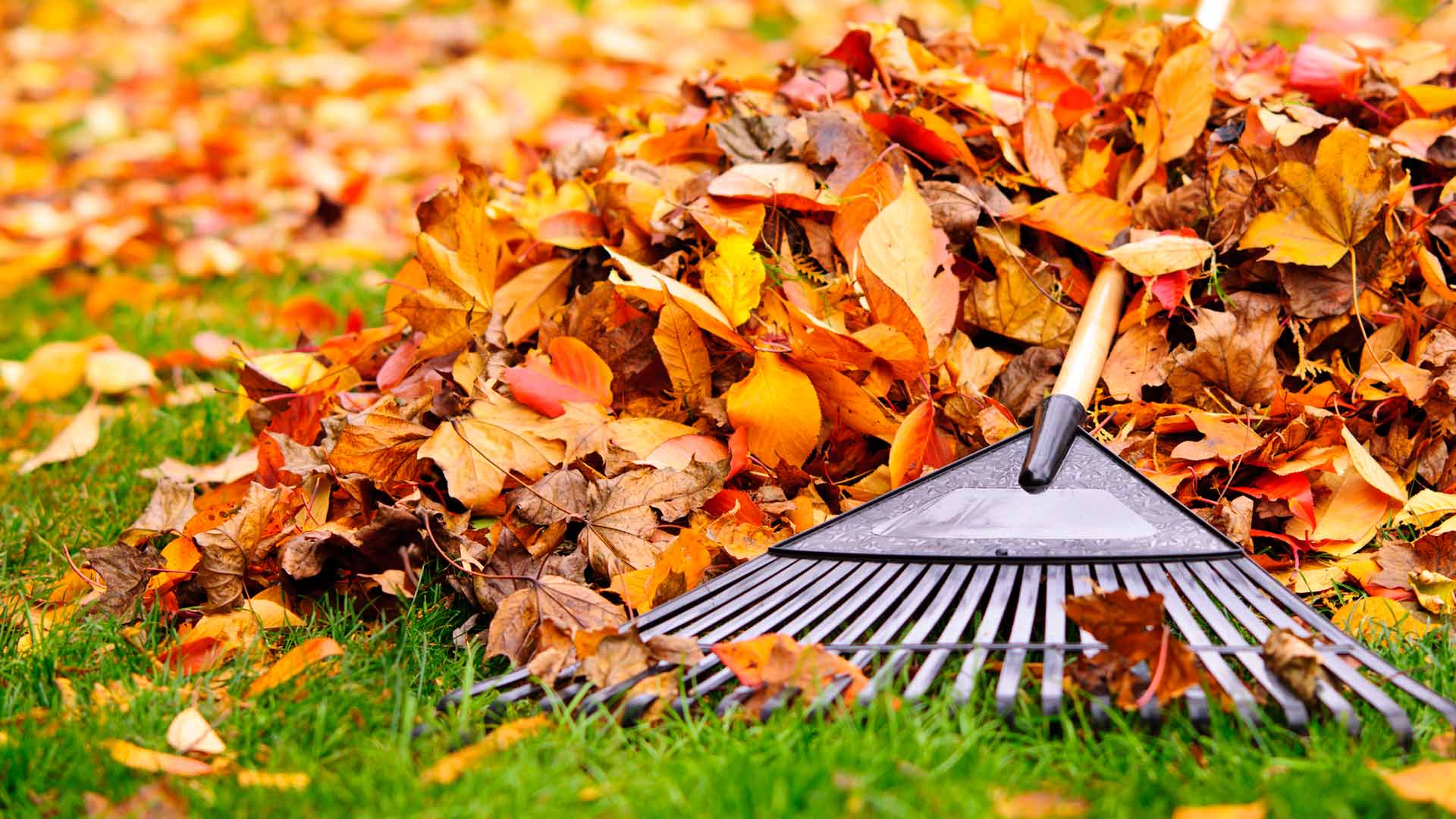 9 Tips That Will Save You Time Raking Today's Homeowner