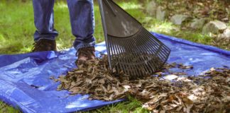 Raking leaves onto a tarp with wooden dowels