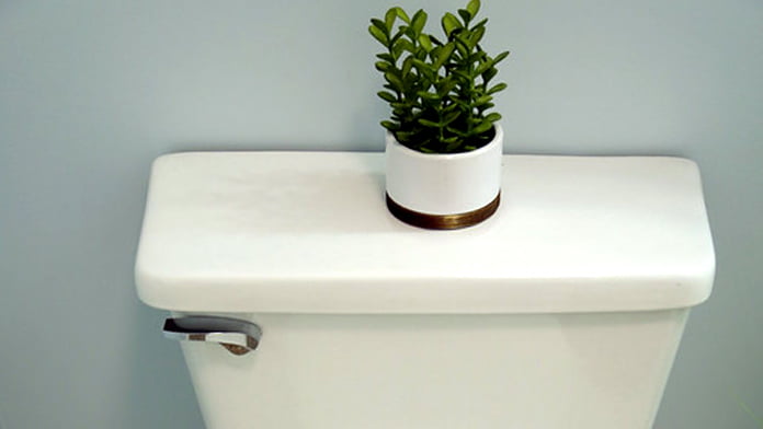 Toilet with plant decoration on top of the tank