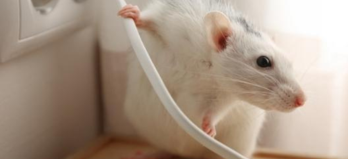 NEW Pestzilla Rat Zapper Rechargeable Electric Mouse Pest Trap