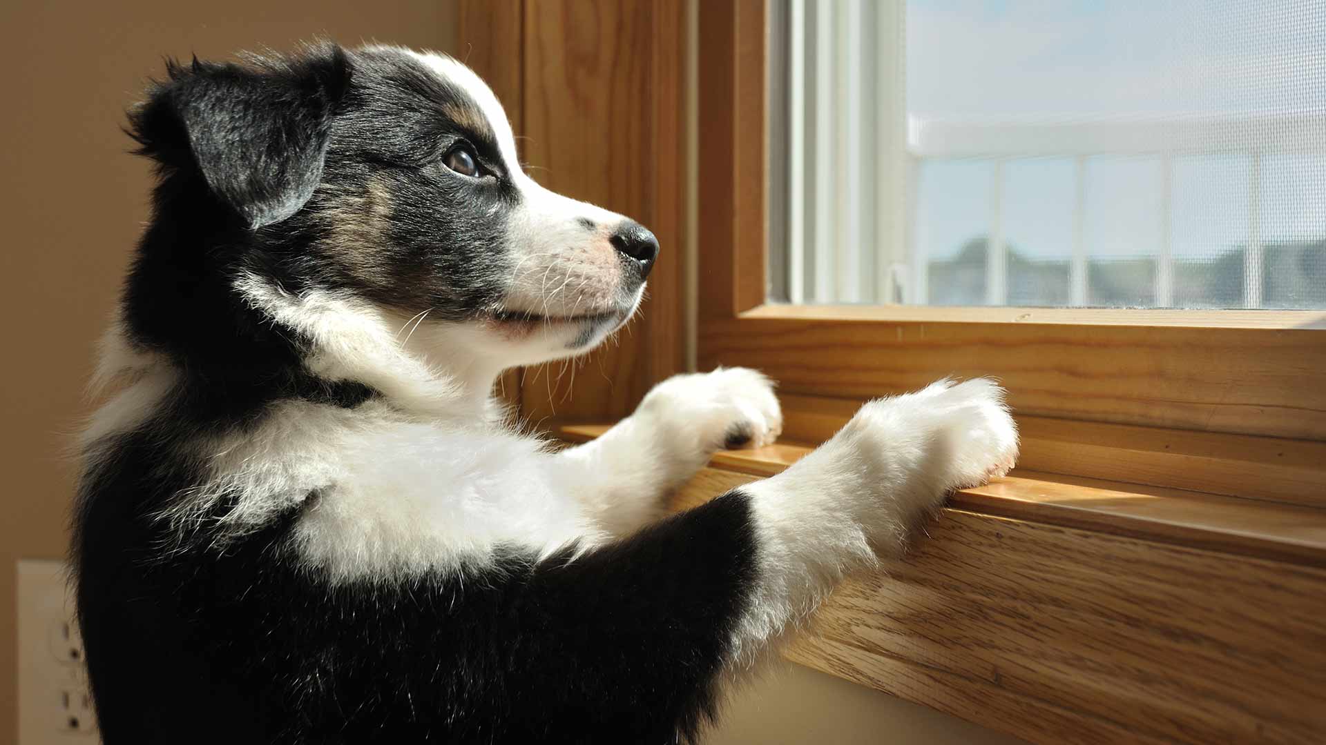 Solved: Can a Pet Door Fit in a Window?