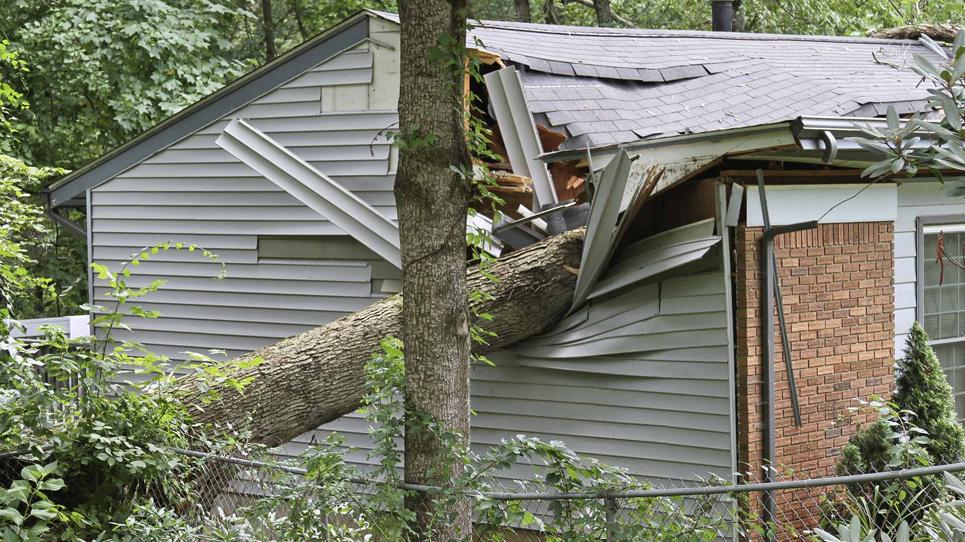 Home damaged by a fallen tree. The tree has crashed into the home's living room.