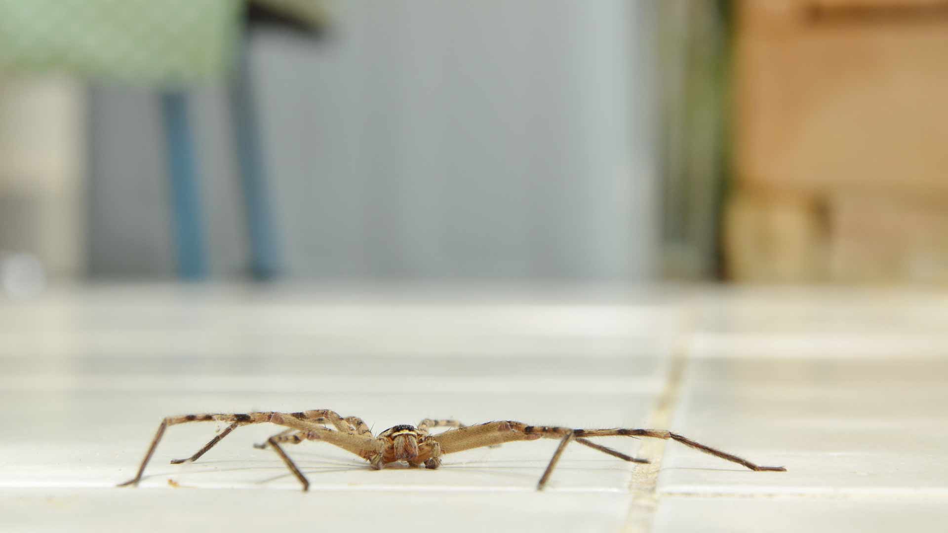 Spider crawling on a ceramic tile floor