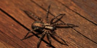 Spider crawling on wooden plank outside home