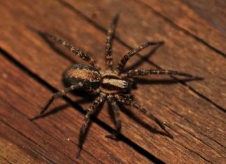 Spider crawling on wooden plank outside home
