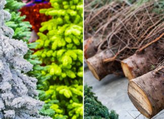 Split-screen image of artificial Christmas trees and chopped-down real Christmas trees